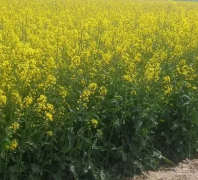 فروش کلزا