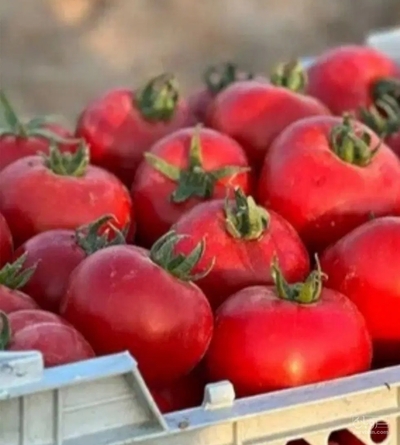 فروش گوجه فرنگی
