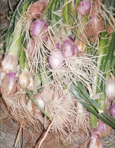 فروش پیاز