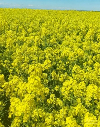 فروش کلزا