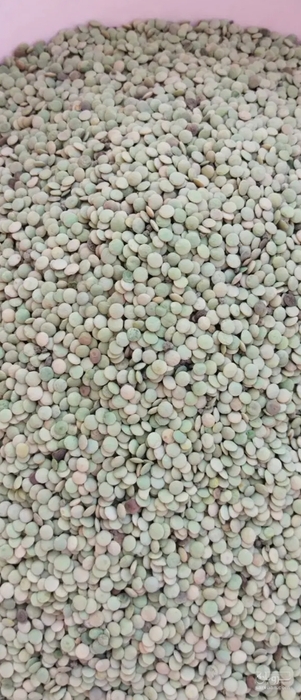 فروش عدس