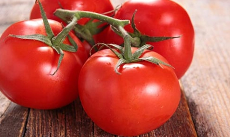 فروش گوجه فرنگی