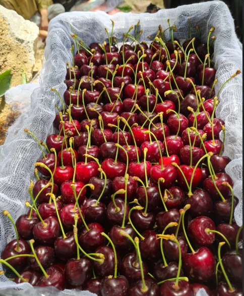 فروش گیلاس