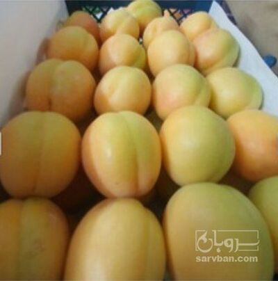 فروش زردآلو