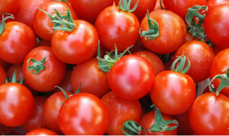 فروش گوجه فرنگی