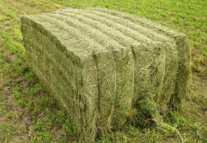فروش یونجه