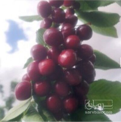 فروش گیلاس