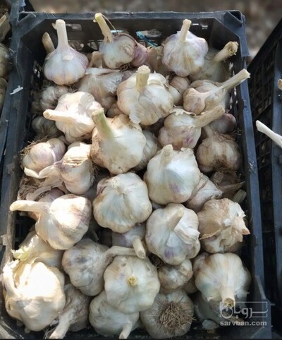 فروش سیر