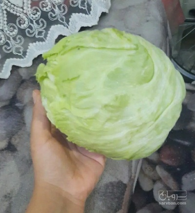 فروش کاهو ایسبرگ - آیسبرگ