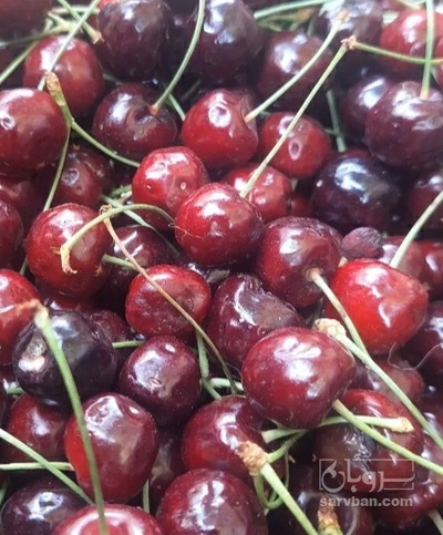 فروش گیلاس