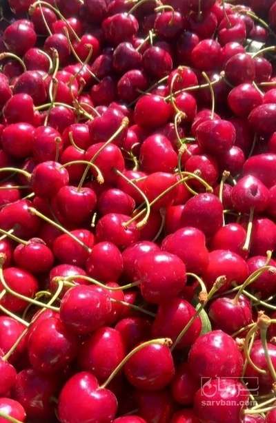 فروش گیلاس