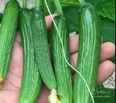 فروش خیار