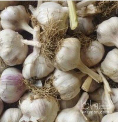 فروش سیر