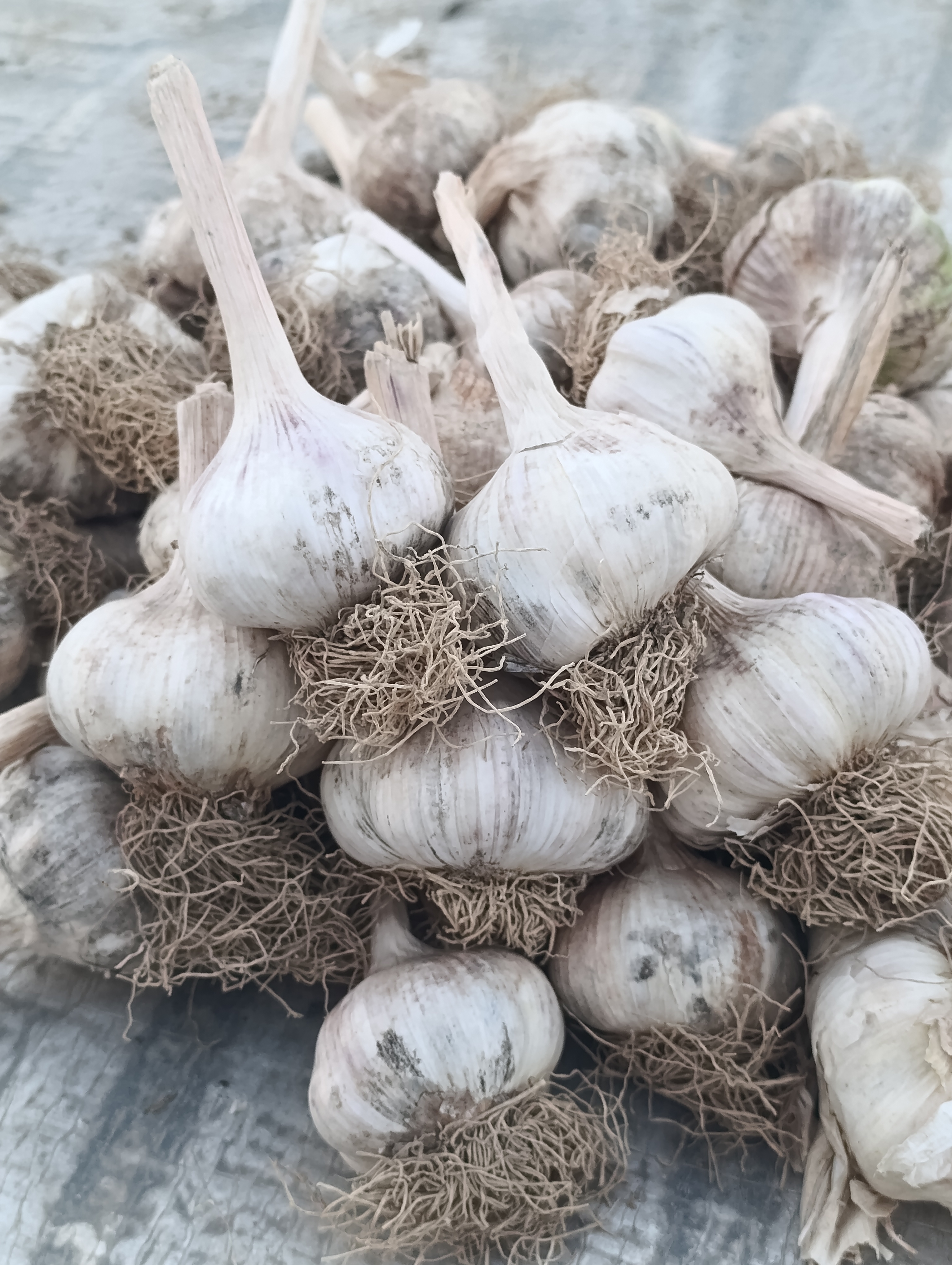 فروش سیر