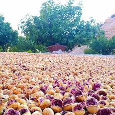 فروش انجیر خشک
