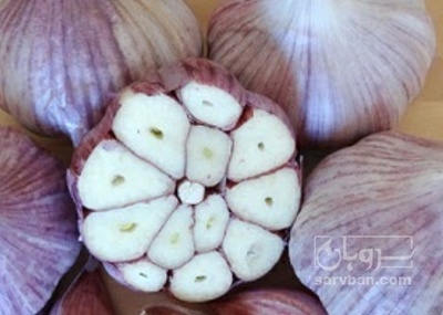 فروش سیر