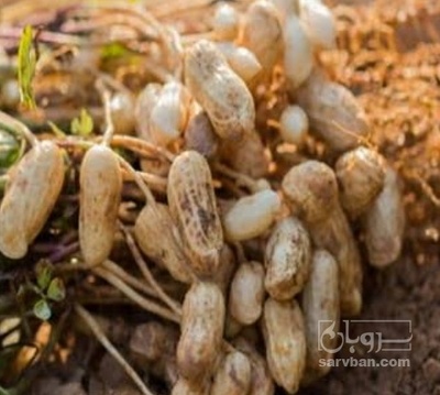 فروش بادام زمینی