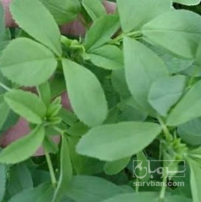 فروش یونجه