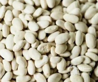 فروش لوبیا سفید