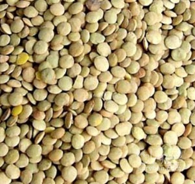 فروش عدس