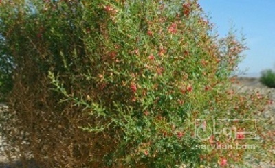 فروش خارشتر (گیاه‌ دارویی)