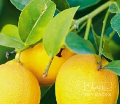فروش لیمو ترش
