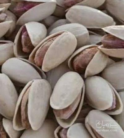 فروش پسته فندقی