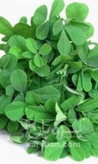 فروش شنبلیله (گیاه‌ دارویی)