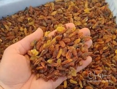 فروش کشمش دورنگ