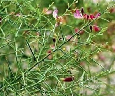 فروش عرق خارشتر