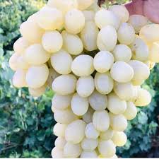 فروش انگور