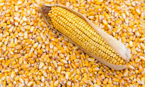 فروش ذرت علوفه ای