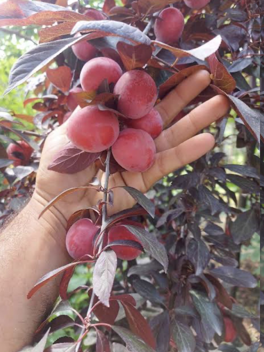 فروش آلو کانادایی