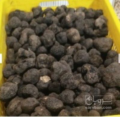 فروش ترافل  سیاه