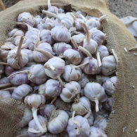فروش سیر خشک