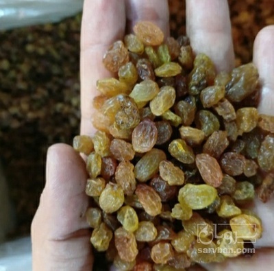 فروش کشمش طلایی