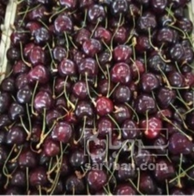 فروش گیلاس