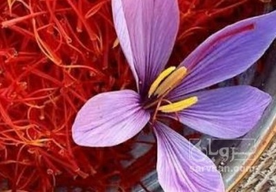 فروش زعفران سوپر نگین (گیاه‌ دارویی)