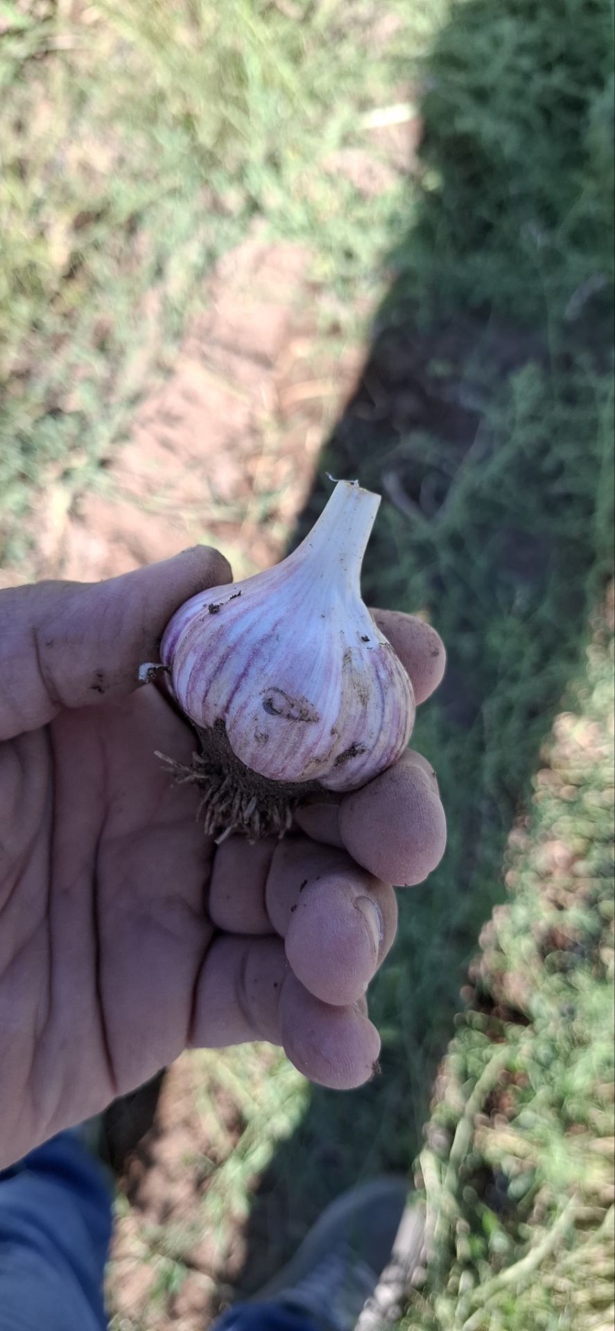 فروش سیر