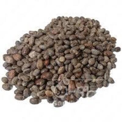 فروش دانه کرچک