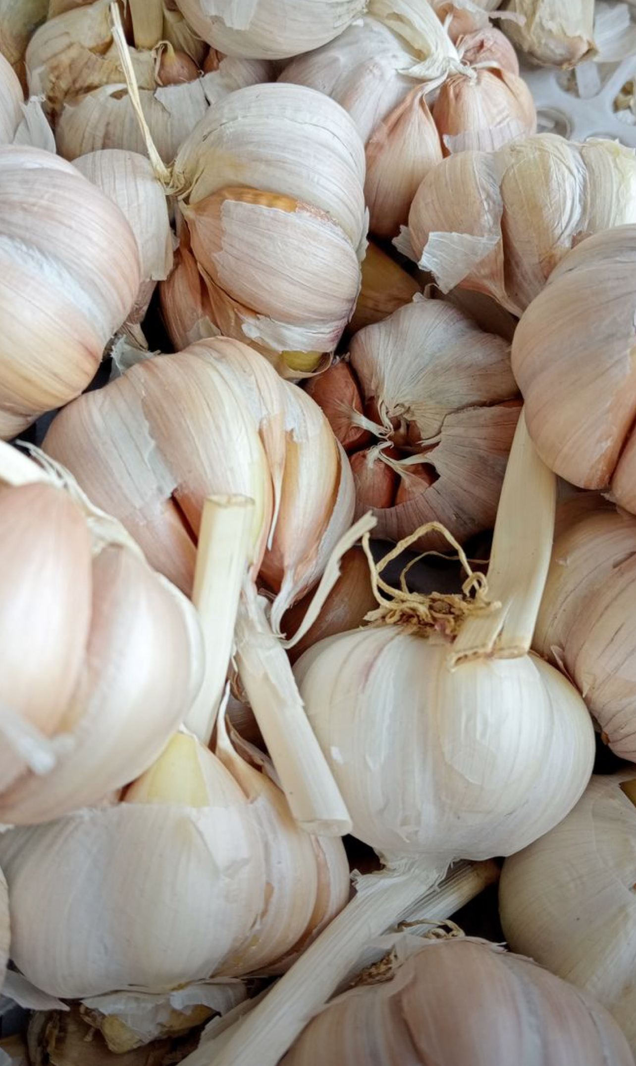 فروش سیر