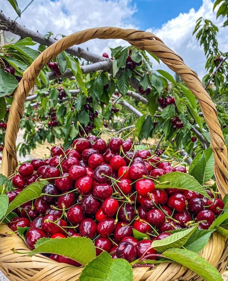فروش گیلاس
