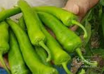 فروش فلفل شمشیری تند