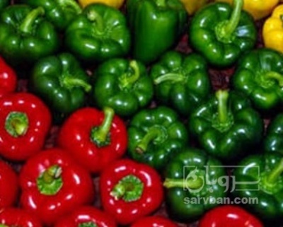 فروش فلفل دلمه ای