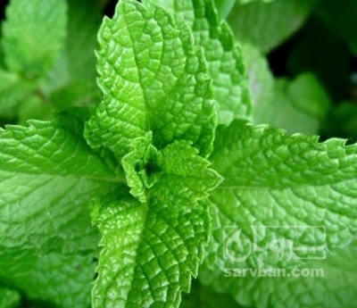فروش نعناع محلی