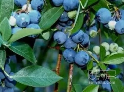 فروش بلوبری