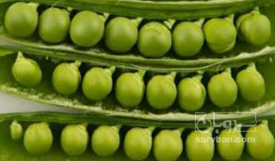 فروش نخود فرنگی