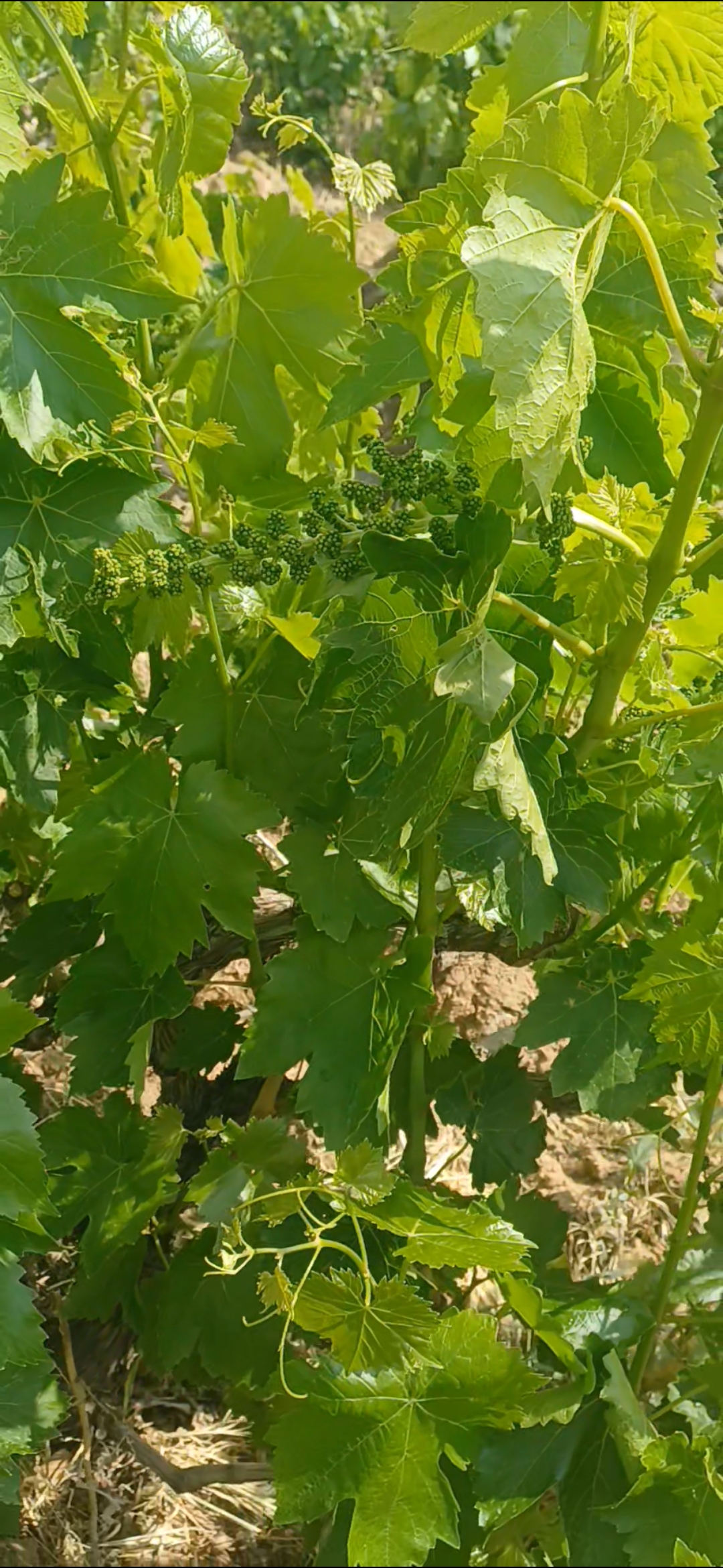 فروش انگوریاقوتی