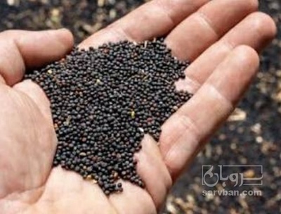 فروش کلزا