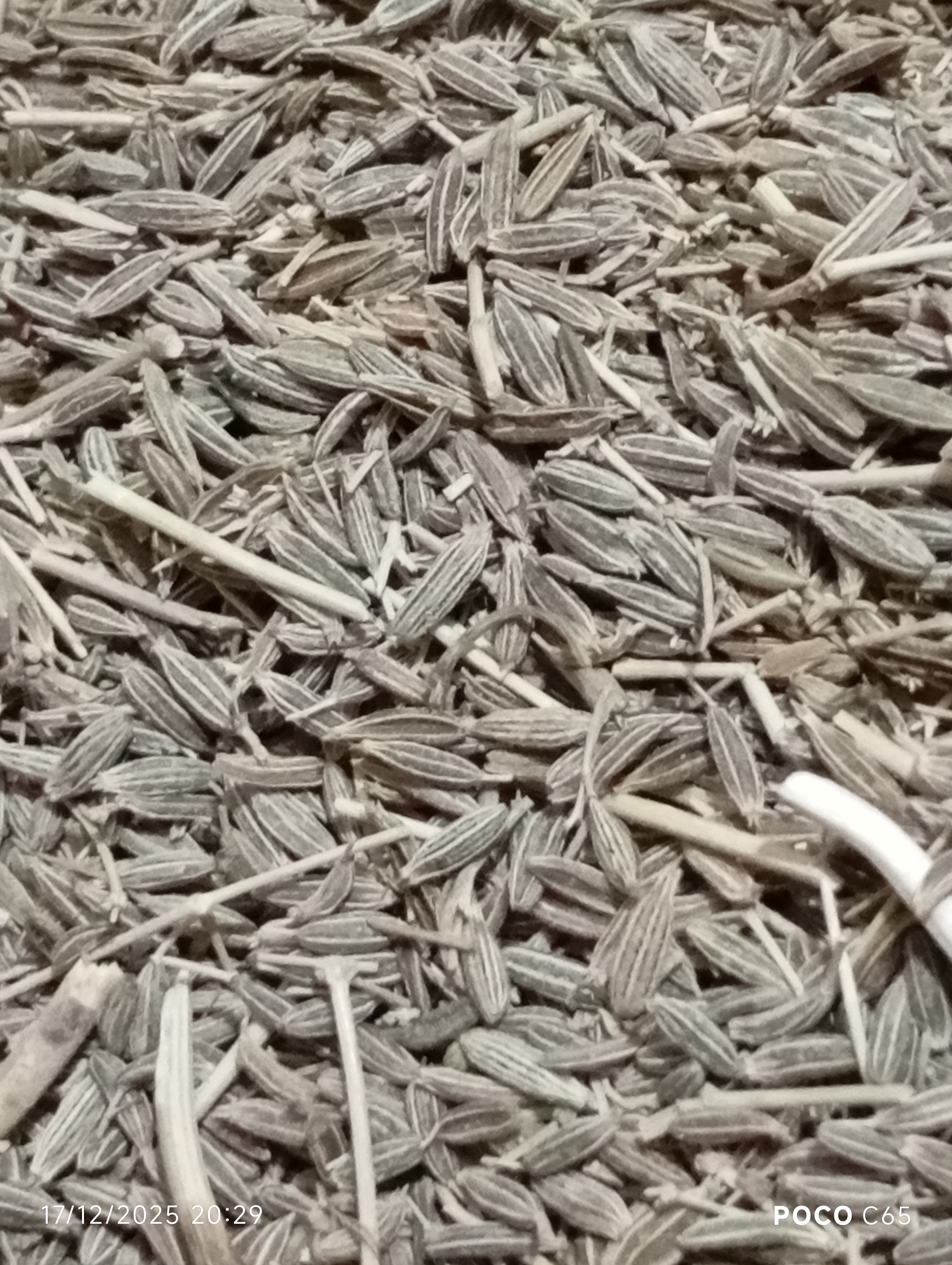 فروش زیره سبز (گیاه‌ دارویی)